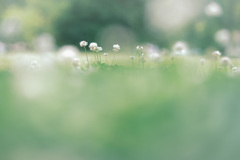 ꕤ.｡ シロツメクサの花が咲いたら…ꕤ.｡