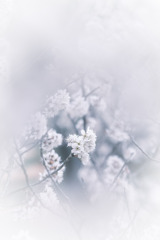 ︎✿  桜…咲いてました  ︎✿