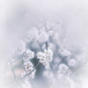 ︎✿  桜…咲いてました  ︎✿