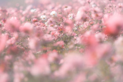 秋桜畑で…❁*。