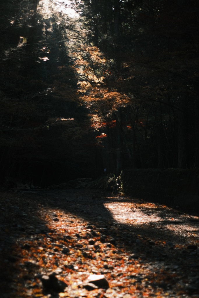 ヒカリと影と…紅葉*ﾟ