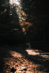 ヒカリと影と…紅葉*ﾟ