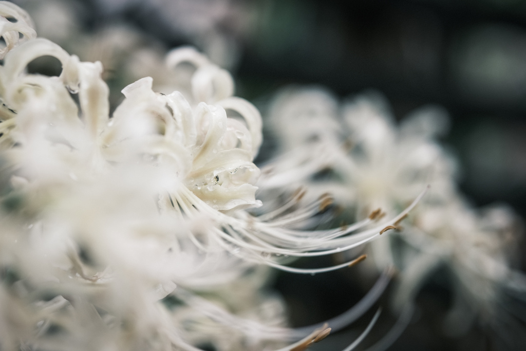 ✿  Fleur Blanche … ‪✿