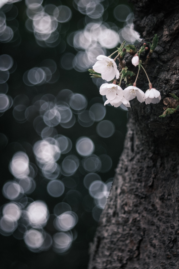 ✿︎   桜雪…＊*.✼  ✿︎