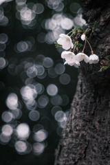 ✿︎   桜雪…＊*.✼  ✿︎