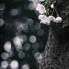 ✿︎   桜雪…＊*.✼  ✿︎