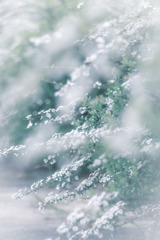 ✿   花弁雪＊*.✼ ゜✿