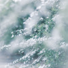 ✿   花弁雪＊*.✼ ゜✿