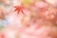 秋色グラデーション*ﾟ