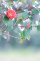 姫椿…❁⃘*.ﾟ