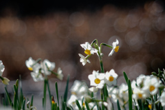 ✿  雪中花…❁* ‪✿