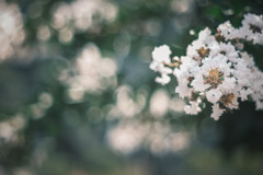 紫薇…❁⃘*.ﾟ