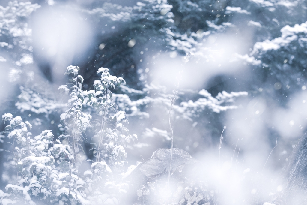❄︎.*  蒼雪の世界 ❄︎.*