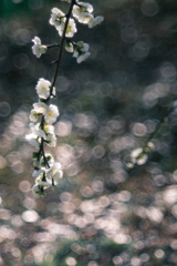 ✿ 白の匂い花… ‪✿