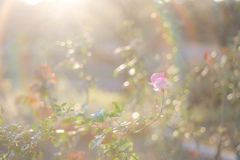 小さな秋薔薇‎✿ڿڰۣ—