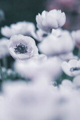 ❁︎  牡丹一華… ❁︎