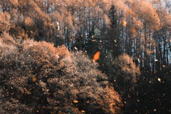 落ち葉舞う頃…*ﾟ