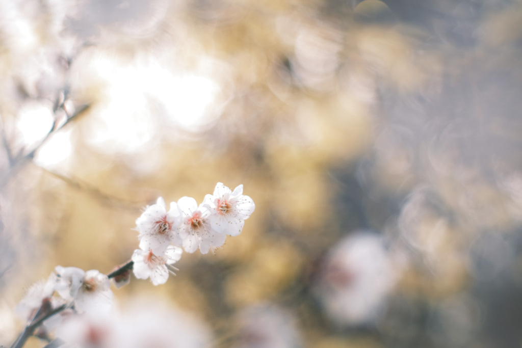 立春を過ぎた頃…❁⃘*.ﾟ