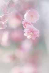 ✿  一枝の春…  ✿
