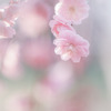 ✿  一枝の春…  ✿