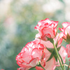 ꪆ୧  sweet petals ♡  ꪆ୧