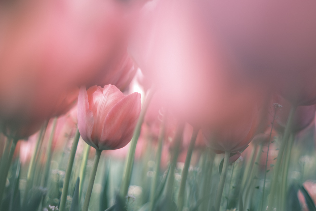 ✿︎  dusty pinkなtulip *° ✿︎