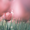 ✿︎  dusty pinkなtulip *° ✿︎