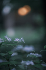 star shaped…☆彡.。