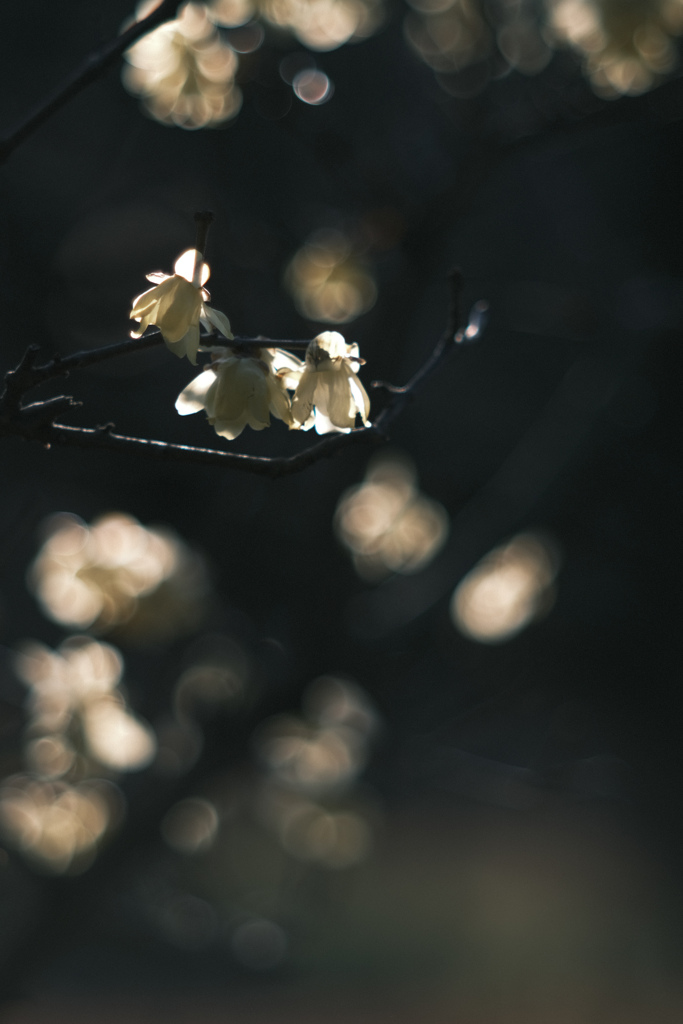 ✿  花燈…❁*。‪✿