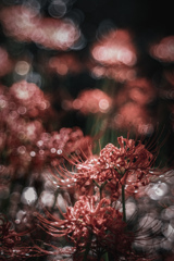 ✿  Red spider lily… ‪✿