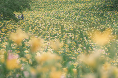 as far as the eye can see…☆彡.。