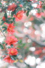 寒空に咲く…❁⃘*.ﾟ