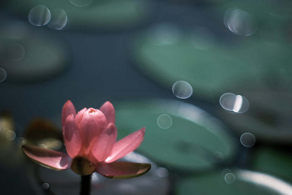 ✿  水の女神…*｡ ‪✿