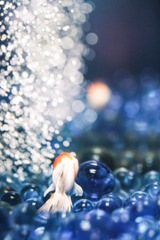 後ろ姿の金魚…ε( ε•o•)э