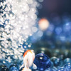 後ろ姿の金魚…ε( ε•o•)э