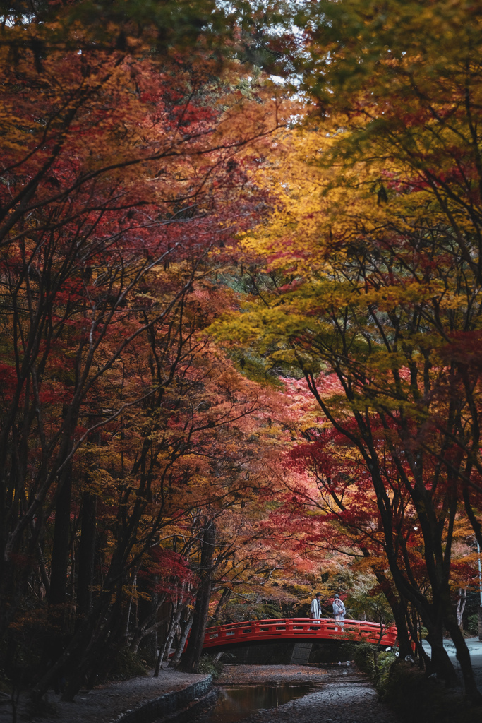 遠江国一宮 小國神社の紅葉 ☘