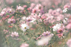 風に揺れる…❁*。