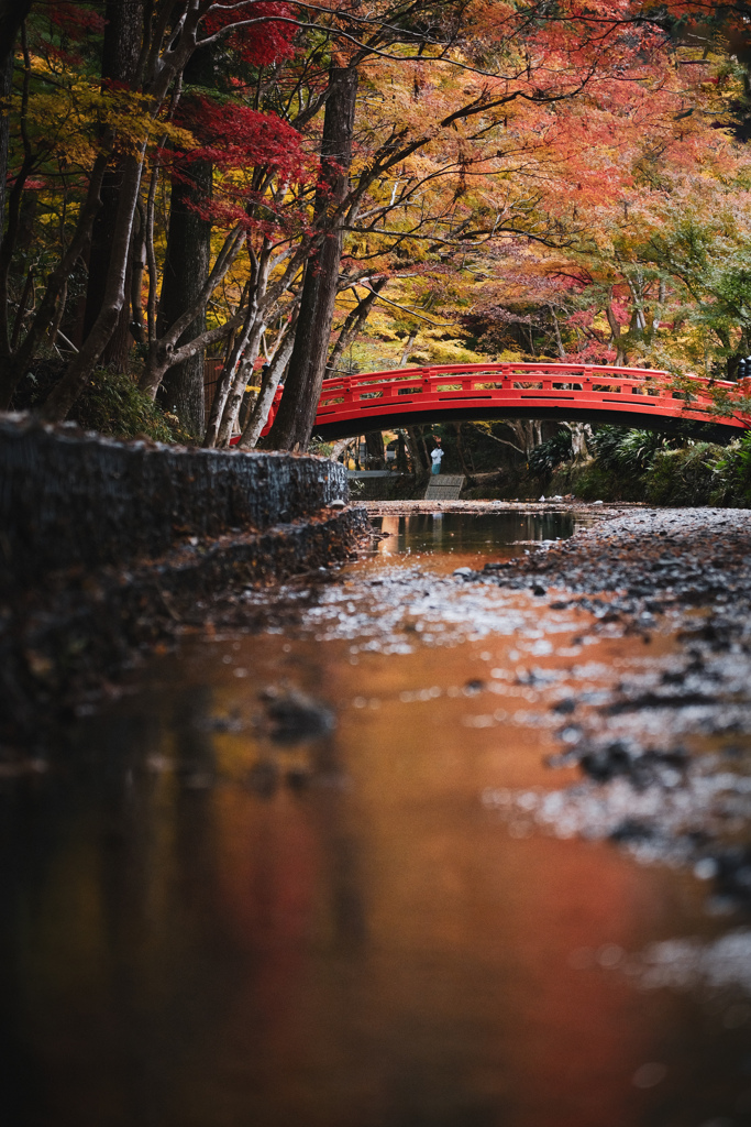 遠江国一宮 小國神社の紅葉 ☘