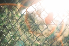 fallen leaves…*ﾟ