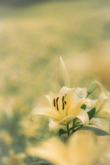 wild yellow lily…♡