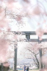 sakurabiyori…✿.*・