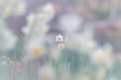 ✿   雪中花…✲*ﾟ 弍  ‪ ✿