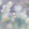 ✿   雪中花…✲*ﾟ 弍  ‪ ✿
