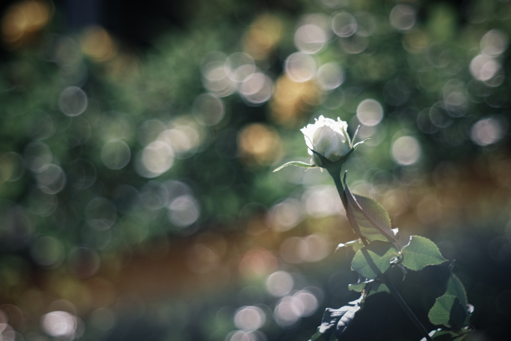 イノサン…‎✿ڿڰۣ—