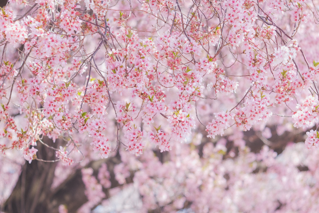 ✿.*  桜花爛漫…✿.*・