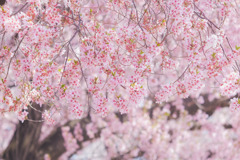 ✿.*  桜花爛漫…✿.*・