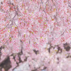 ✿.*  桜花爛漫…✿.*・