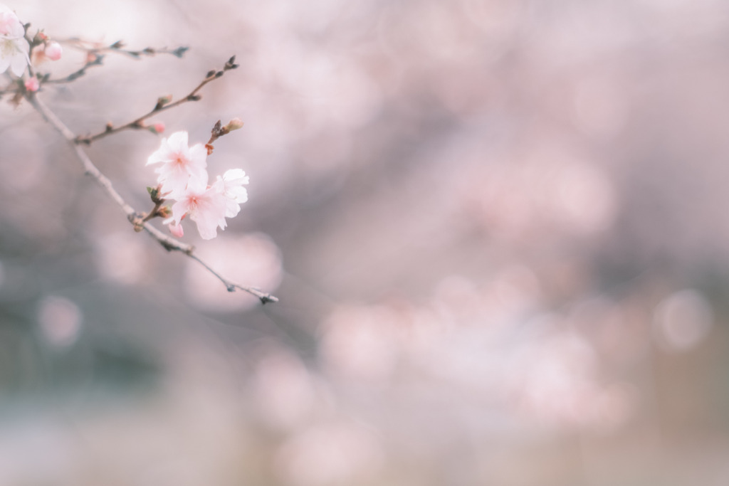 冬に咲く…sakura✿.*・