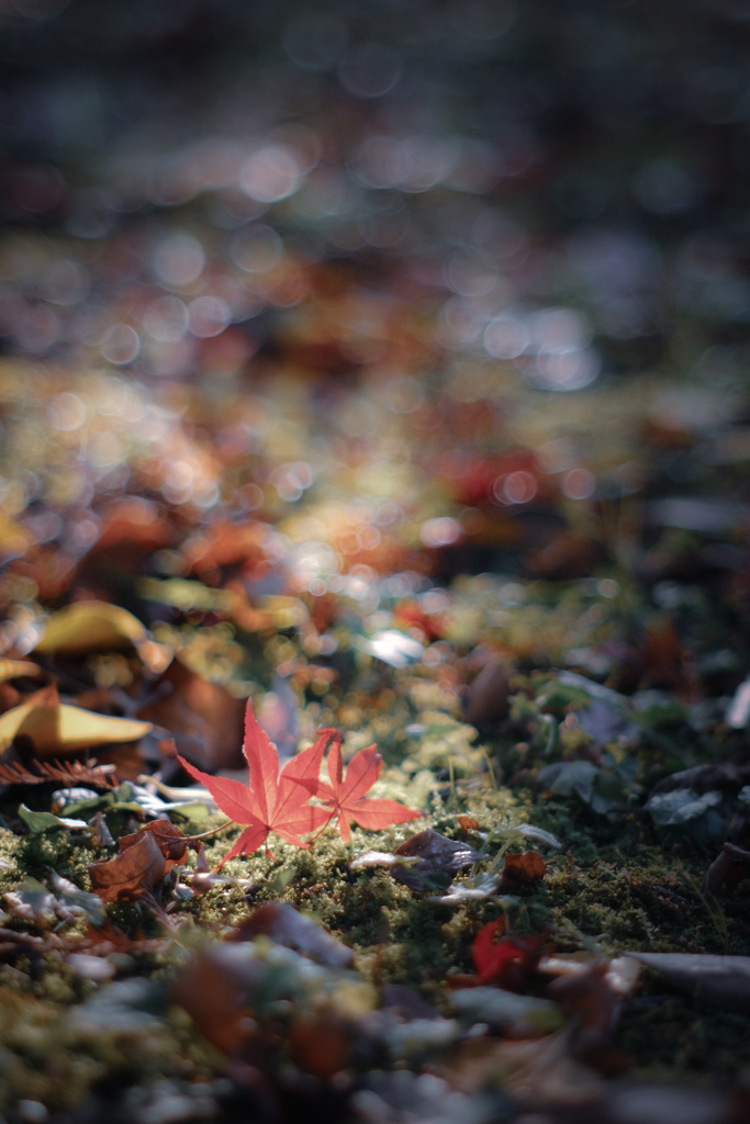 fallen leaves…☘
