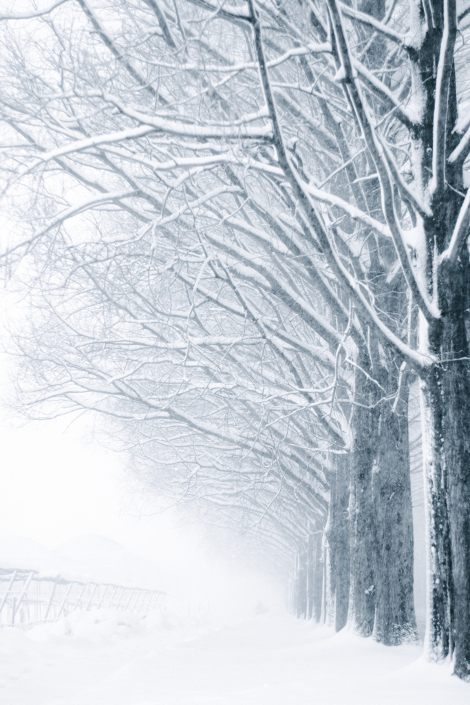 メタセコイア並木より…2026冬